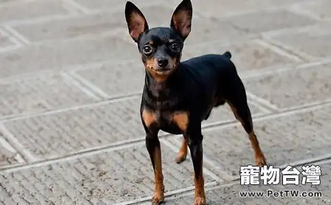 迷你杜賓犬多少錢一隻