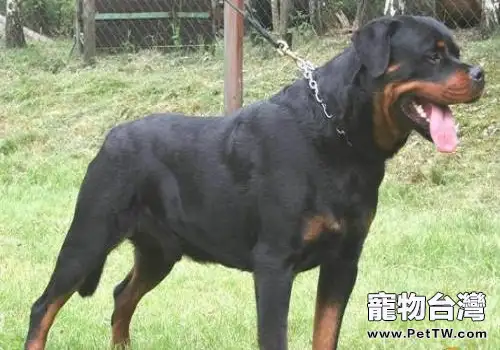 羅威那犬體型