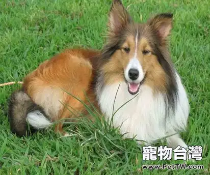 粗毛柯利牧羊犬