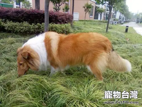 粗毛柯利牧羊犬