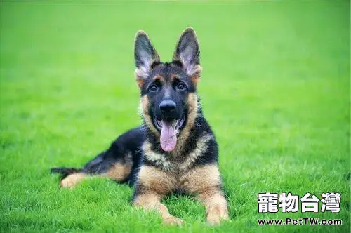 弓背犬的性格特點