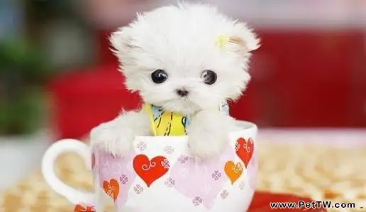 茶杯犬吃什麼狗糧
