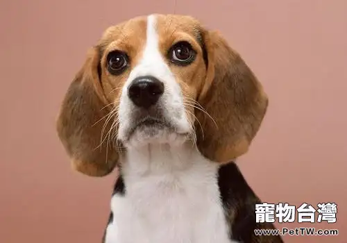 犬瘟熱後遺症