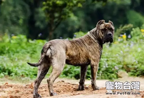 巴西非勒犬可以養嗎