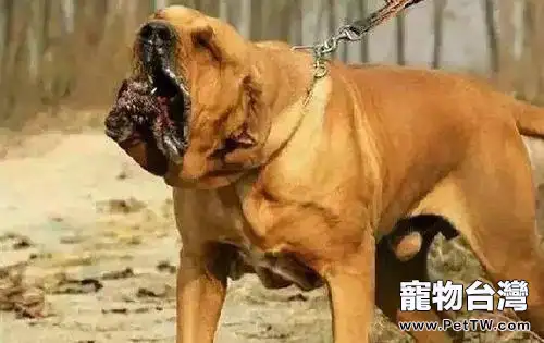 巴西非勒犬可以養嗎