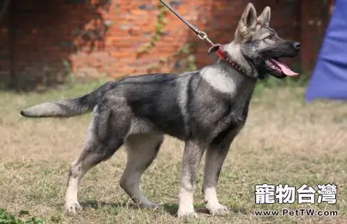 幽靈犬是什麼品種