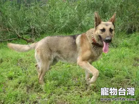 幽靈犬是什麼品種