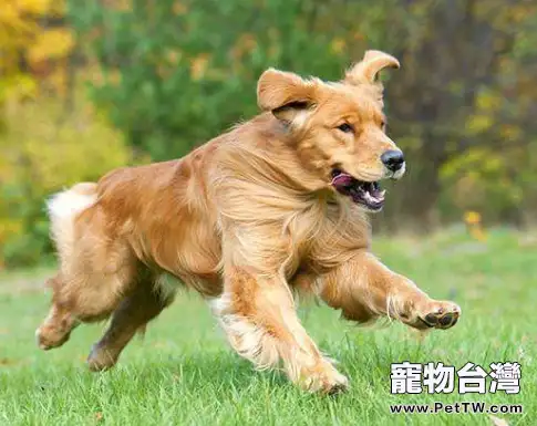 犬瘟後期有什麼症狀