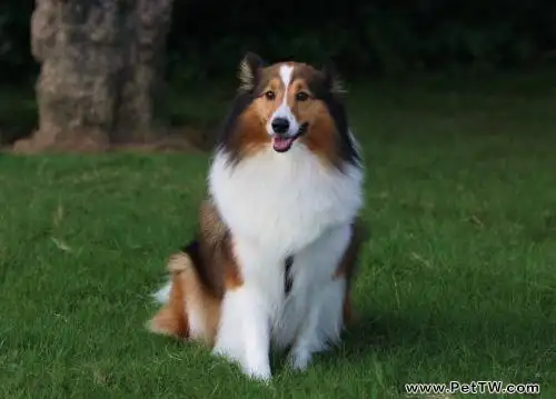 喜樂蒂牧羊犬