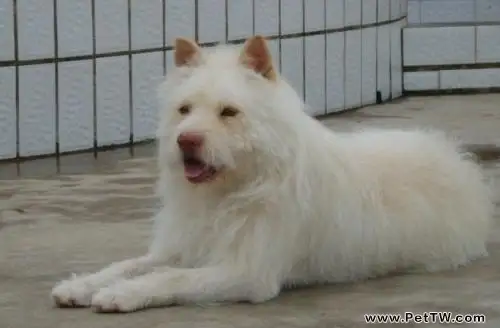 下司犬