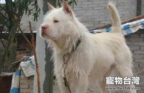 下司犬會咬人嗎?下司犬怎麼挑選?(共3張圖片)-寵物台灣