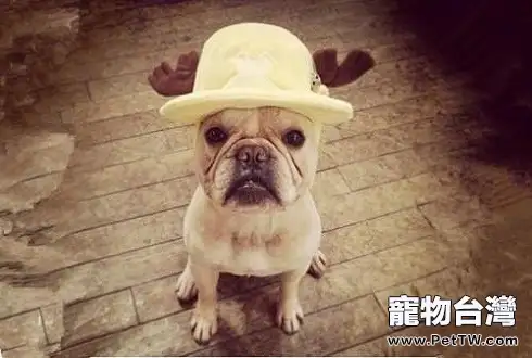 新手怎麼養好鬥牛犬?法國鬥牛犬飼養禁忌(共3張圖片)-寵物台灣