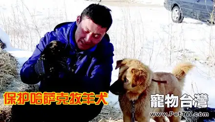 新疆青年傾盡全力保護哈薩克牧羊犬（分享）