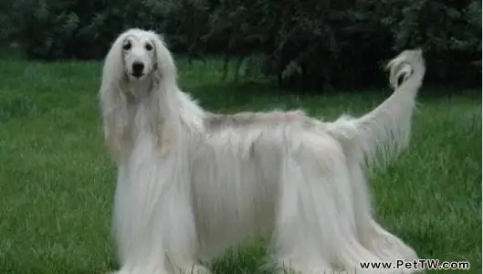 阿富汗獵狗智商低