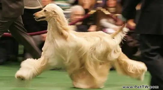 阿富汗獵狗智商低