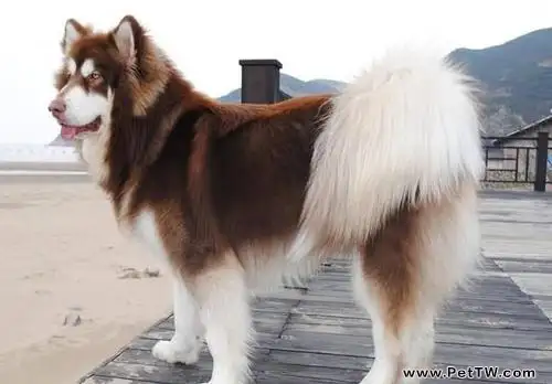阿拉斯加大型犬多少錢?巨型阿拉斯加雪橇犬價格(共3張圖片)-寵物台灣