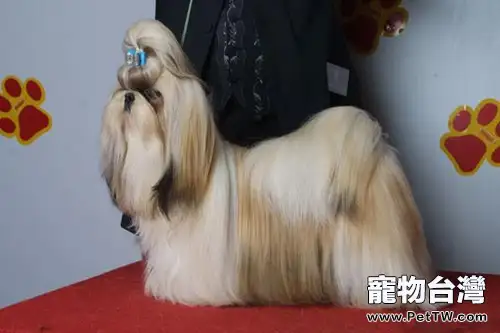 怎樣給西施犬拔耳毛(1圖)-寵物台灣