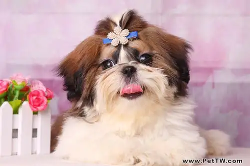 西施犬為什麼沒人養？西施犬缺點（共3張圖片）-寵物台灣