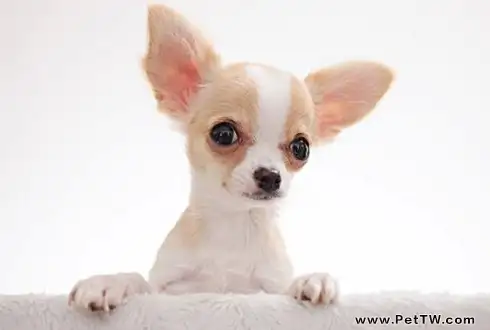 吉娃娃一隻多少錢？吉娃娃多少錢1（共3張圖片）-寵物台灣