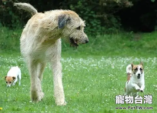 愛爾蘭獵狼犬厲害嗎