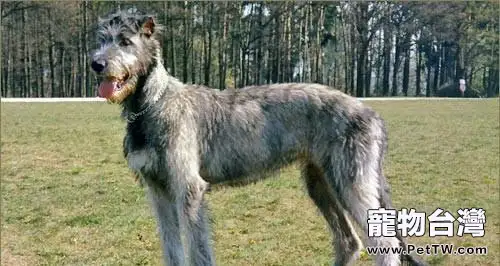 愛爾蘭獵狼犬厲害嗎