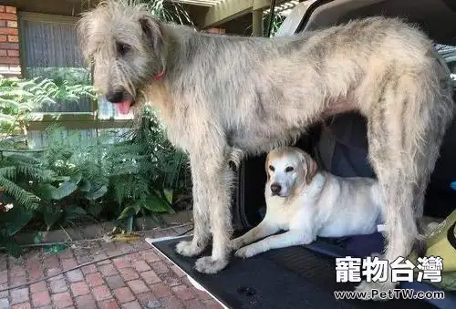 愛爾蘭獵狼犬厲害嗎