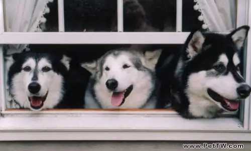 阿拉斯加雪橇犬能活多少年