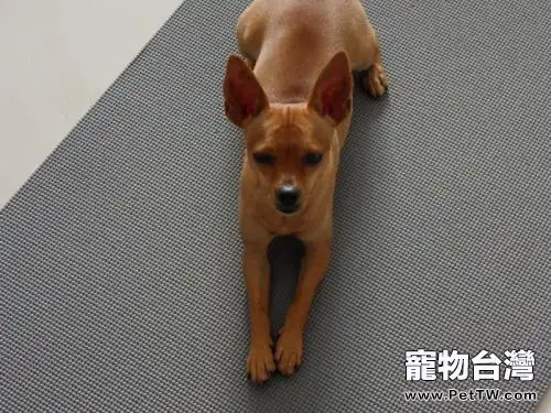 鹿娃犬多少錢一隻