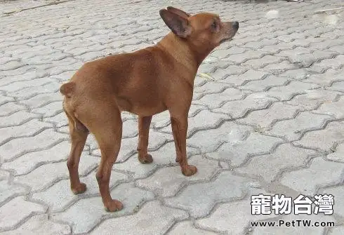 鹿娃犬多少錢一隻