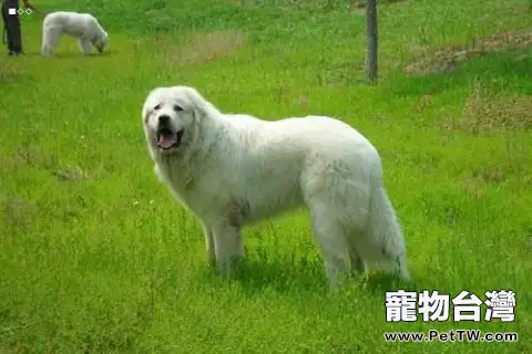 大白熊犬智商怎麼樣?大白熊犬介紹(共3張圖片)-寵物台灣