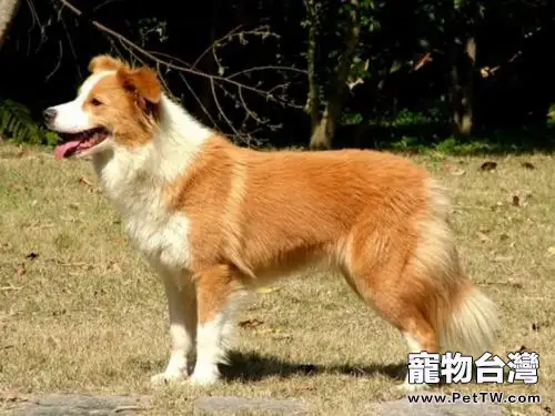 邊境牧羊犬顏色