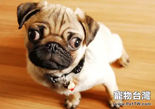狗狗不能吃的幾種人的藥物