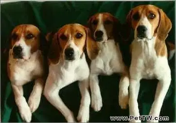 哈利犬好養嗎？哈利犬介紹（共3張圖片）-寵物台灣