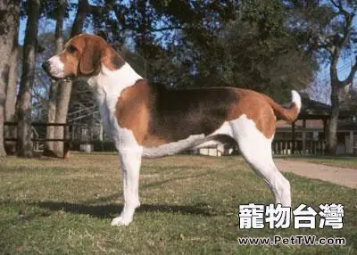 哈利犬好養嗎