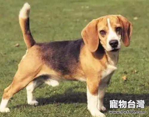 哈利犬好養嗎