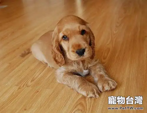 可卡幼犬