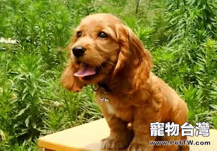 可卡幼犬