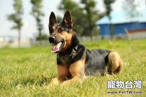 為什麼養昆明犬的人不多