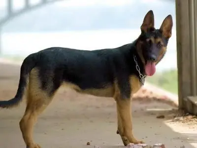 為什麼養昆明犬的人不多