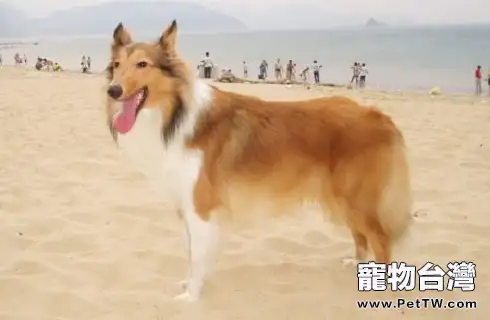 蘇格蘭牧羊犬優缺點