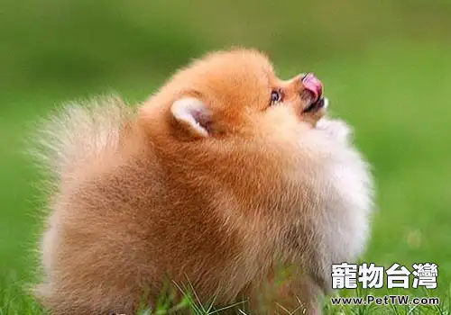 博美 犬（松鼠狗）美容