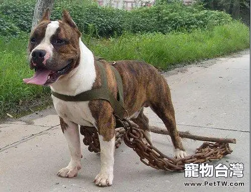 斯塔福犬適合家養嗎