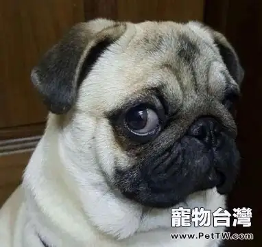 八哥犬價格