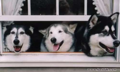 純種阿拉斯加雪橇犬怎麼看?純種阿拉斯加雪橇犬有哪些特徵?(共3張圖片)-寵物台灣