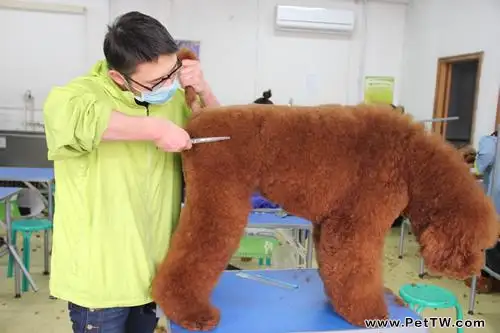 巨貴犬好養嗎