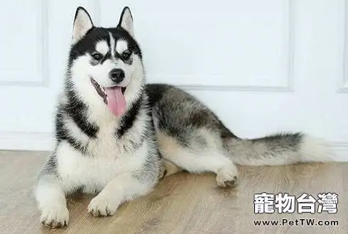 哈士奇怎麼看純不純?哈士奇怎麼看品相?(共3張圖片)-寵物台灣