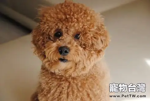 泰迪犬叫什麼名字好