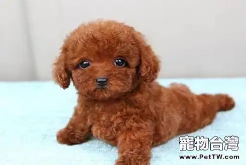 泰迪犬叫什麼名字好