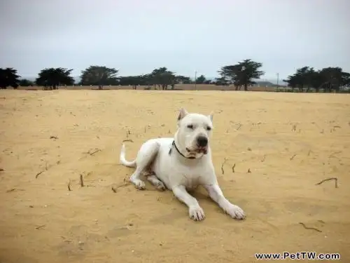 杜高犬怎麼養