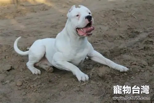 杜高犬怎麼養